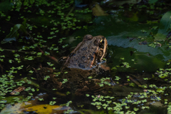 Pelophylax