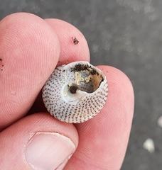 Coelotrochus tiaratus