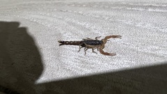 Centruroides margaritatus