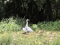 Ardea cinerea