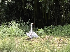 Ardea cinerea