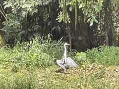 Ardea cinerea