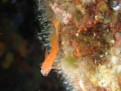 Tripterygion melanurus