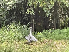 Ardea cinerea