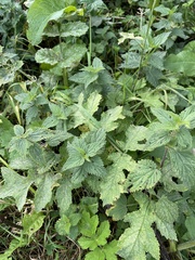 Erysiphe heraclei