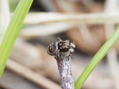 Maratus