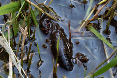 Procambarus clarkii