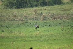 Balearica regulorum