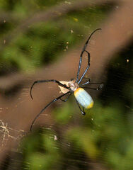 Trichonephila fenestrata