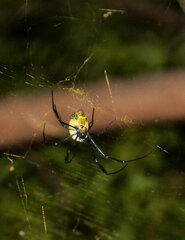 Trichonephila fenestrata