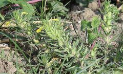 Ajuga chamaepitys