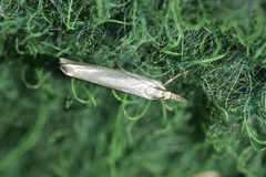 Crambus perlella