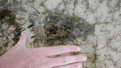 Dolabella auricularia