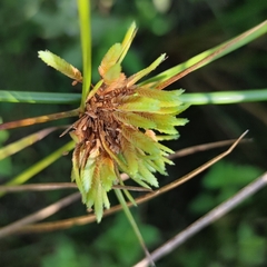 Cyperus eragrostis