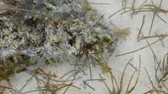 Dolabella auricularia