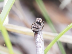Maratus