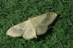 Idaea aversata