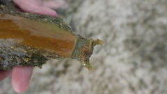 Dolabella auricularia