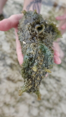 Dolabella auricularia