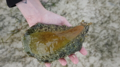 Dolabella auricularia