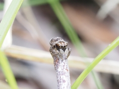 Maratus