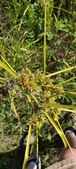 Cyperus eragrostis