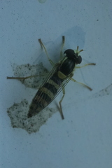 Sphaerophoria scripta