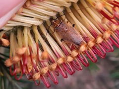 Balta bicolor