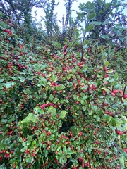 Cotoneaster horizontalis