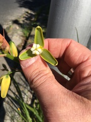 Albuca cooperi