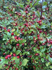 Cotoneaster horizontalis