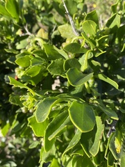 Osteospermum moniliferum
