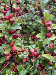 Cotoneaster horizontalis