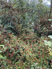 Cotoneaster horizontalis