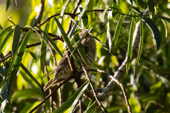 Chrysococcyx lucidus