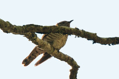 Chrysococcyx lucidus