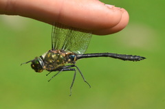 Somatochlora uchidai