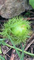 Passiflora vesicaria