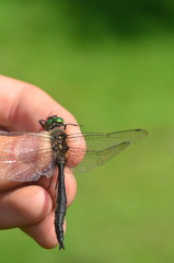 Somatochlora uchidai