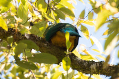 Ptilinopus magnificus