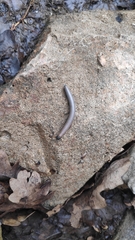 Acanthoiulus fuscipes