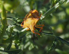 Carpocoris mediterraneus