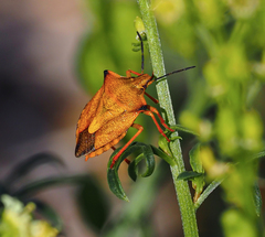 Carpocoris mediterraneus