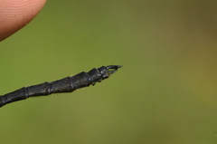 Somatochlora uchidai