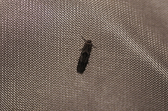 Blastobasis glandulella