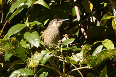 Meliphaga lewinii mab