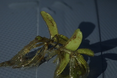 Salvinia natans