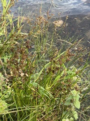 Juncus articulatus