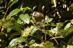 Meliphaga lewinii mab