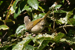 Meliphaga lewinii mab